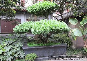 Chengdu avril 2017 - 012